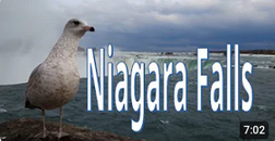 Niagara Falls / Swimming Against the Stream